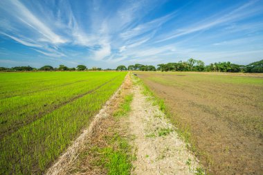 Kabarık bulutlar gökyüzü arka plan ile güzel yeşil mısır Sahası.