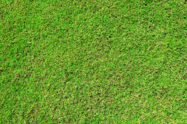taze baharda yeşil çim zemin doku arka plan.