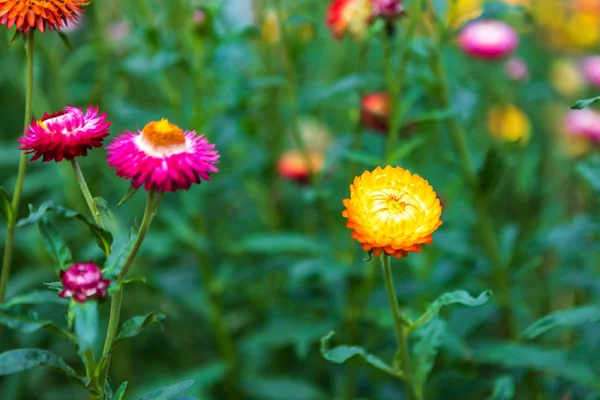 Słomy kwiat kolorowe piękne na zielonej trawy natury w s — Zdjęcie stockowe