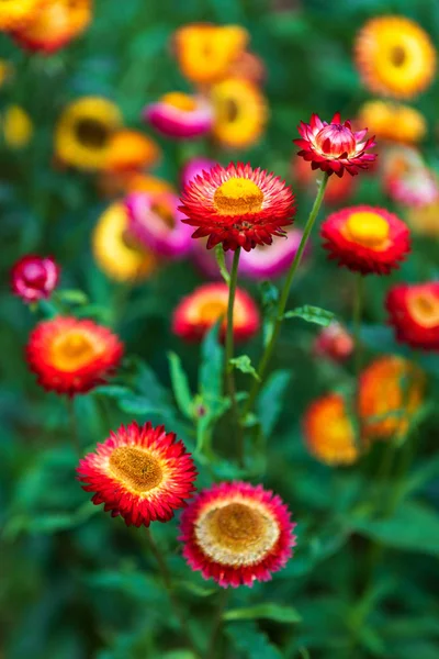 Słomy kwiat kolorowe piękne na zielonej trawy natury w s — Zdjęcie stockowe