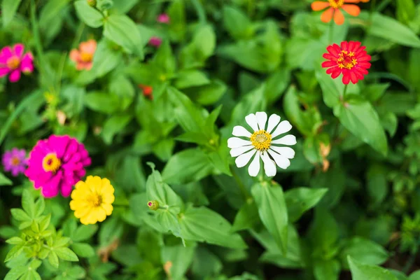 Zinnia comum (zinnia elegante) lindamente com folhas verdes bac — Fotografia de Stock