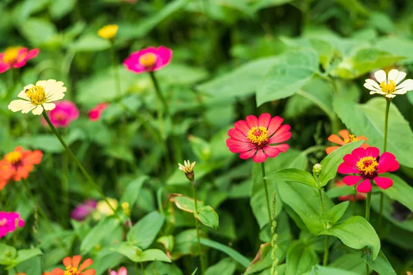 Common Zinnia (elegant zinnia) beautifully with green leaves bac — Stock Photo, Image