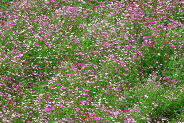 बागेत फील्ड गुलाबी फुले कॉस्मोस सुंदर फुलतात . — स्टॉक फोटो, इमेज