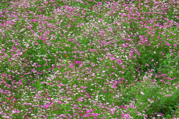 Champ fleurs roses cosmos fleurir magnifiquement dans le jardin . — Photo