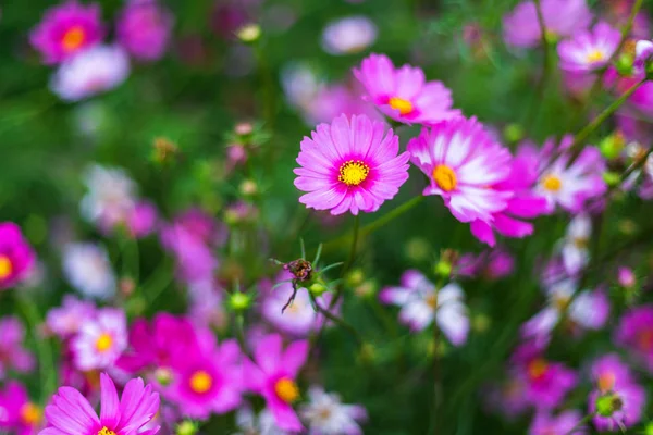 Flores cor de rosa cosmos florescer lindamente no jardim . — Fotografia de Stock