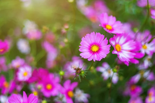 Pink flowers cosmos bloom beautifully in the garden. — Stock Photo, Image