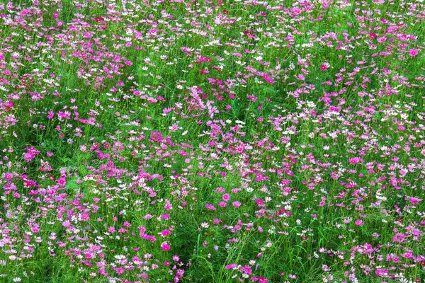 Campo flores rosa cosmos florescer lindamente no jardim . — Fotografia de Stock