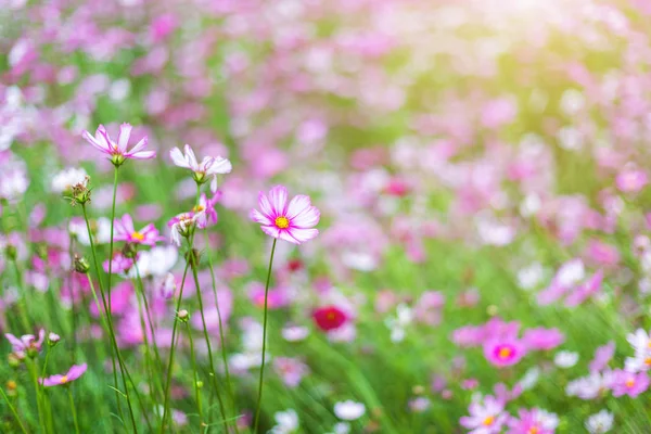 Rosafarbene Blumen blühen schön im Garten. — Stockfoto