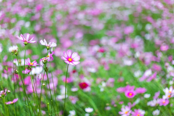 Flores cor de rosa cosmos florescer lindamente no jardim . — Fotografia de Stock