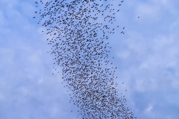 Una manada de murciélagos está volando para comer con el cielo del crepúsculo en la noche — Foto de Stock