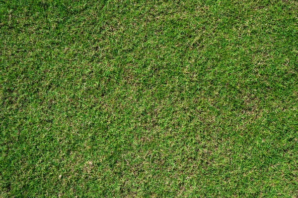 Green grass ground texture background in fresh spring. — Stock Photo, Image