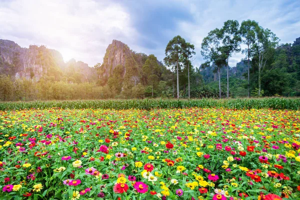 Zinnia común (zinnia elegante) bellamente en el jardín con mo —  Fotos de Stock