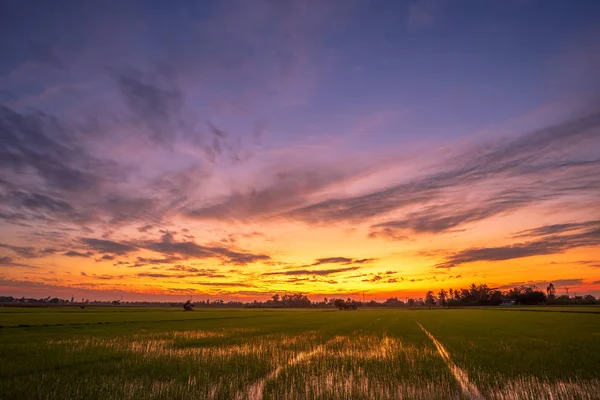 Bonito campo de milho em belas nuvens fofas com sóis da noite — Fotografia de Stock