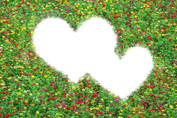Hjärtformade området gemensamma zinnia vackert med grön ledighet — Stockfoto