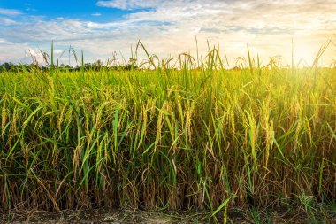 Gün batımı gökyüzü arka plan ile güzel yeşil mısır tarlası.