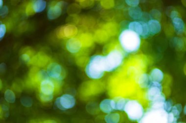 Çemberli yeşil bokeh arka plan. Yaz soyut teması.