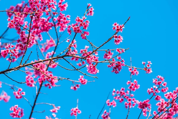 Вишневый цветок Prunus cerasoides или Дикая гималайская вишня, Гигантский т — стоковое фото