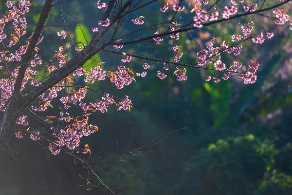 Вишневый цветок Prunus cerasoides или Дикая гималайская вишня, Гигантский т — стоковое фото