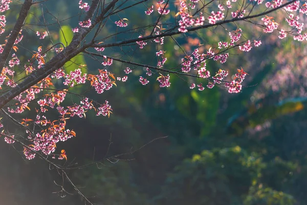 Вишневый цветок Prunus cerasoides или Дикая гималайская вишня, Гигантский т — стоковое фото