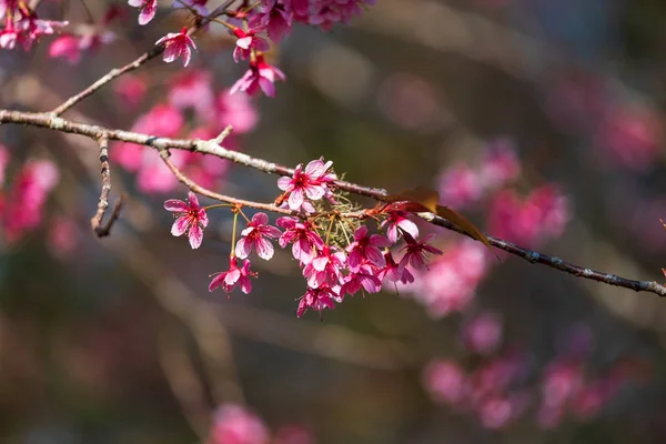 Вишневый цветок Prunus cerasoides или Дикая гималайская вишня, Гигантский т — стоковое фото