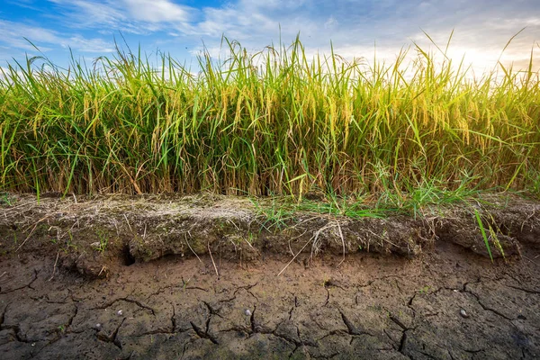 Vacker grön majsfält med solnedgång himmel bakgrund. — Stockfoto