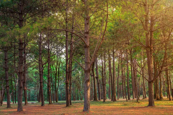 Prachtige lariks bos met verschillende bomen, Pine Forest Green op — Stockfoto