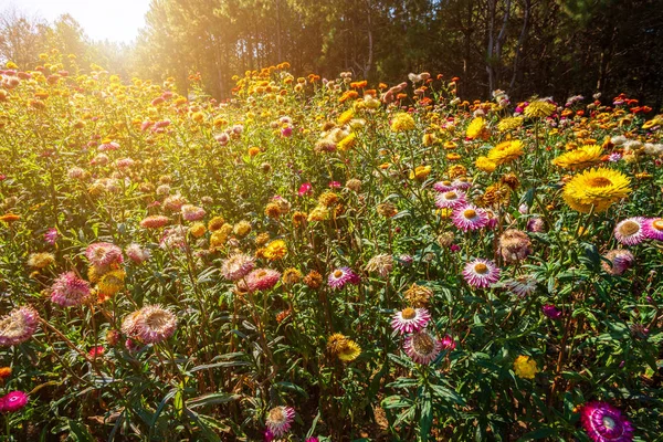 Strohblume von farbenfroher Schönheit auf grünem Gras Natur in der — Stockfoto
