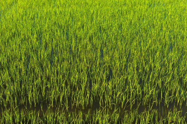 일몰 하늘 배경과 아름다운 녹색 옥수수밭. — 스톡 사진