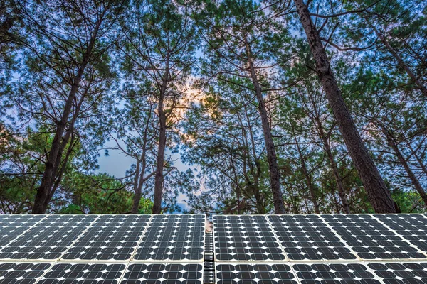 Solar panel on larch forest summer with different trees, Alterna
