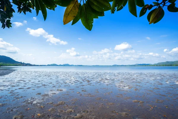 チョンブリの森のマングローブと海の地平線 — ストック写真