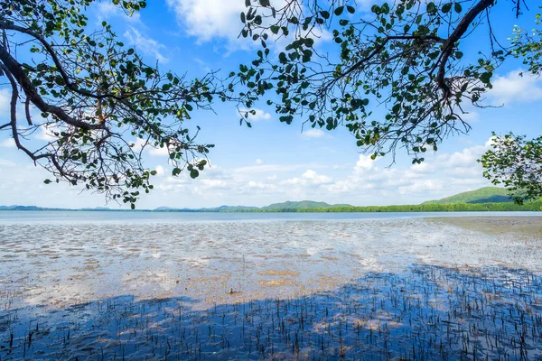 Chanthaburi Thail orman mangrov ve deniz ufuk — Stok fotoğraf