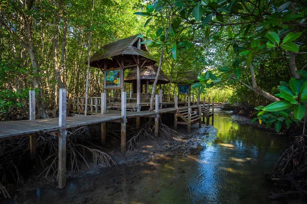 Brücke hölzerner Wanderweg im Mangrovenwald in chanthaburi — Stockfoto
