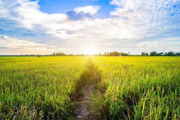 Hermoso campo de maíz verde con fondo cielo puesta del sol . — Foto de Stock