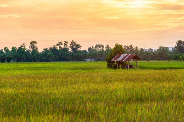 Bonito campo de milho verde com fundo céu por do sol . — Fotografia de Stock