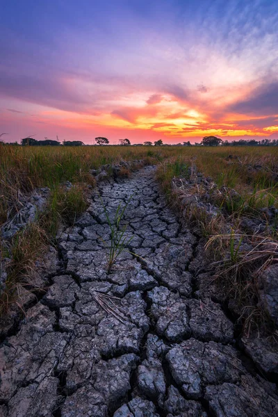 Terra secca marrone o consistenza del terreno incrinato con campo di grano verde wi — Foto Stock