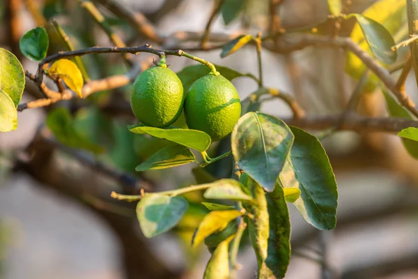 Close up of green Lemons grow on the lemon tree in a garden citr