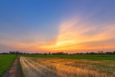 Gün batımı gökyüzü arka plan ile güzel yeşil mısır tarlası.