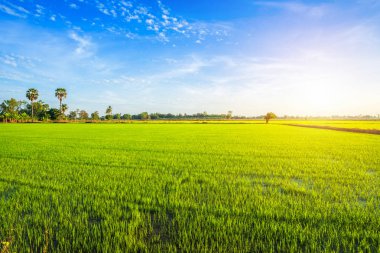Gün batımı gökyüzü arka plan ile güzel yeşil mısır tarlası.