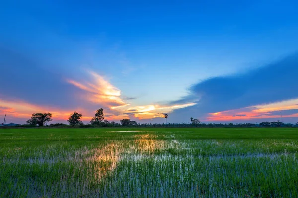 Bonito campo de milho verde com fundo céu por do sol . — Fotografia de Stock
