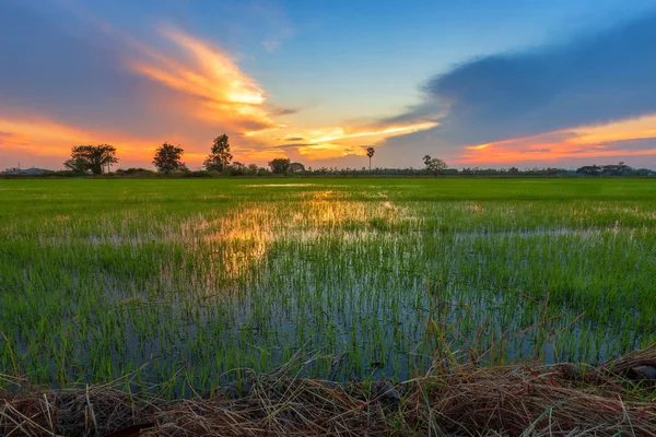 Beau champ de maïs vert avec coucher de soleil fond ciel . — Photo
