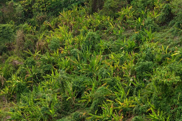 Widok z góry Natura ciemnozielony liść Banana Ogród tło. — Zdjęcie stockowe