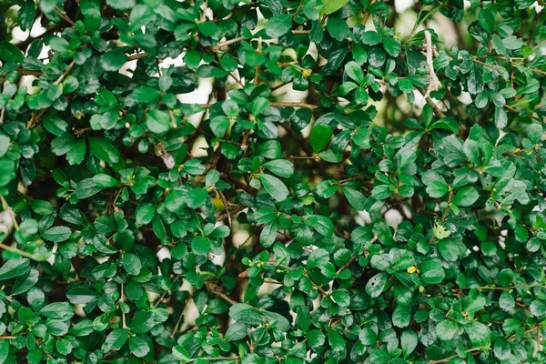 Green Leaves texture background.Summer abstract theme. — Stock Photo, Image