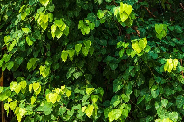 Folha verde folha de Pho (folha de Bo) fundo na floresta bo árvore i — Fotografia de Stock