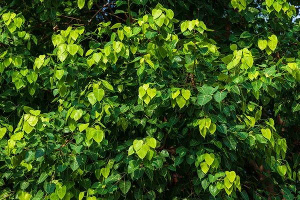 Zielony liść Pho liść (Bo liść) tło w lesie bo drzewo i — Zdjęcie stockowe