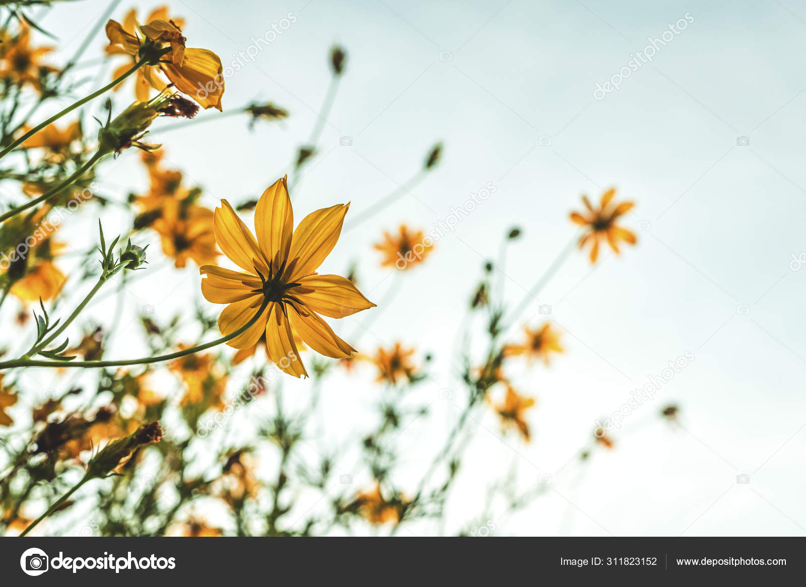 Jaune soufre Cosmos fleurs dans le jardin de la nature avec bl image libre  de droit par Thinnapob © #311823152