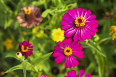 Pembe çiçekler kozmos, doğanın bahçesinde güzel bir şekilde çiçek açar.