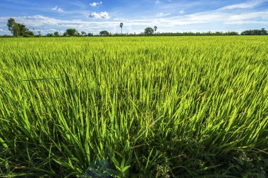 Kabarık bulutlar gökyüzü arka plan ile güzel yeşil mısır Sahası.