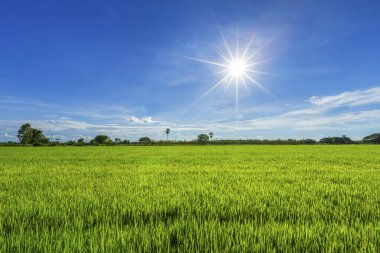 Kabarık bulutlar gökyüzü arka plan ile güzel yeşil mısır Sahası.