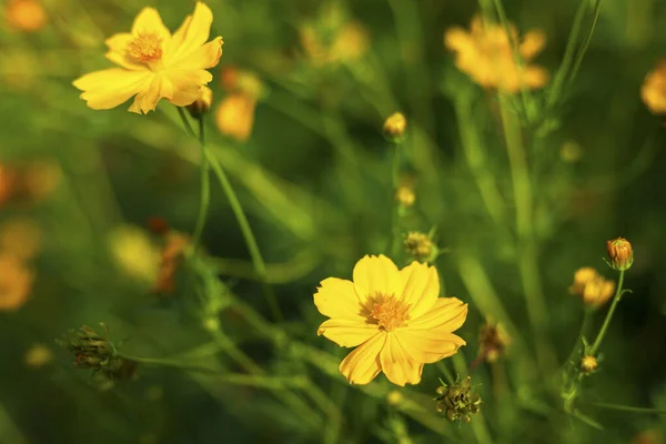 Yellow sulfur Cosmos flowers in the garden of the nature.