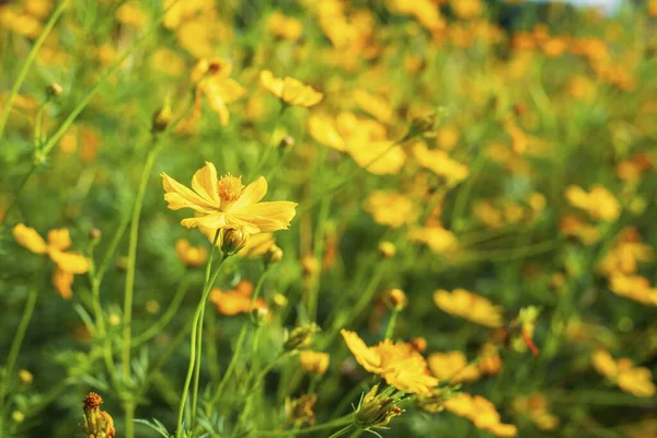 노란 황 우주는 자연 정원에 꽃을 피운다. — 스톡 사진